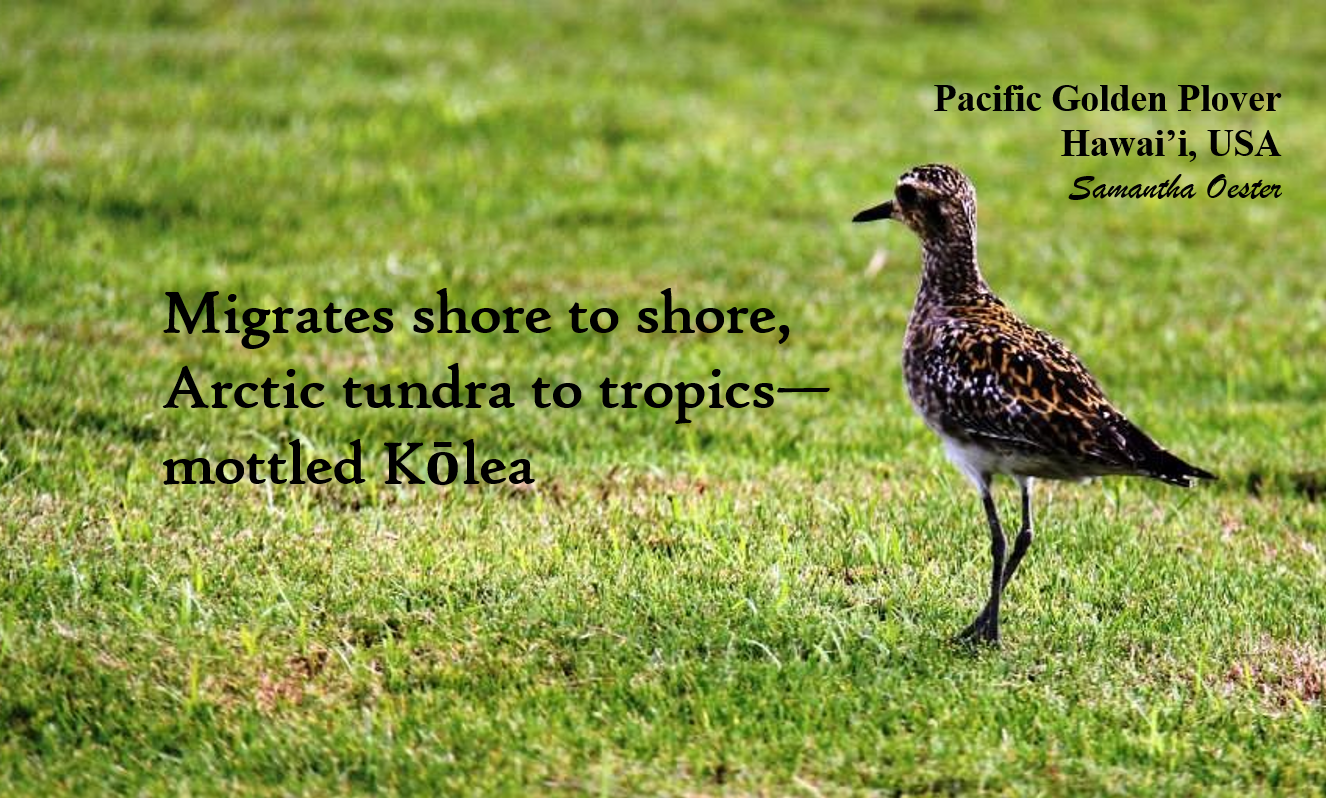 Kolea haiku